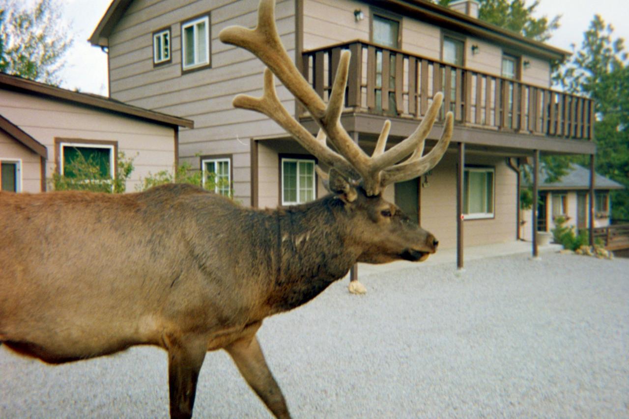 Skyline Cottages Estes Park Exterior foto